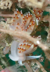 Apata pricei