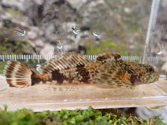 Cottus caeruleomentum