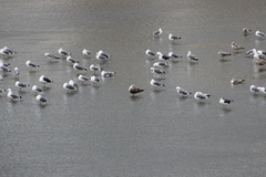 Larus fuscus graellsii