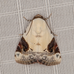 Eublemma ecthaemata