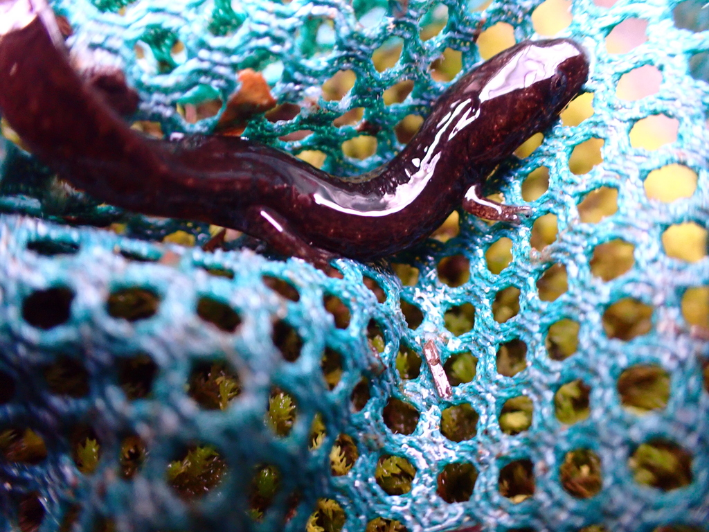 Flat-headed Salamander from Patrick County, VA, USA on February 26 ...