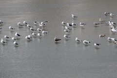 Larus fuscus graellsii
