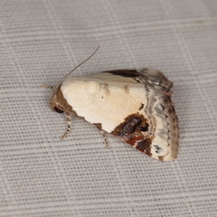 Eublemma ecthaemata