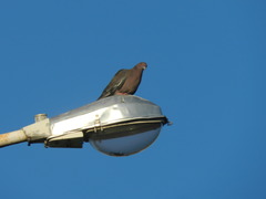 Patagioenas picazuro