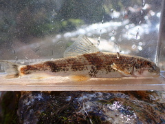 Hypentelium roanokense