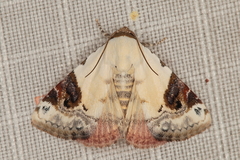 Eublemma ecthaemata