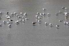 Larus fuscus graellsii