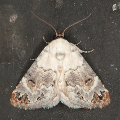 Eublemma scitula augusta