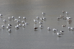 Larus fuscus graellsii