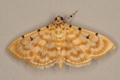 Notarcha quaternalis