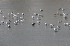 Larus fuscus graellsii