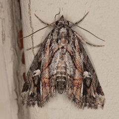 Phytometra opsiphora