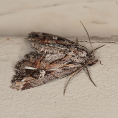 Phytometra opsiphora