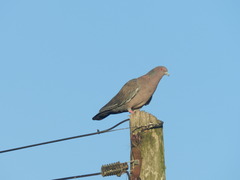 Patagioenas picazuro