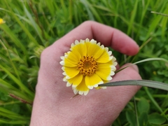 Layia platyglossa