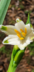 Leucojum aestivum