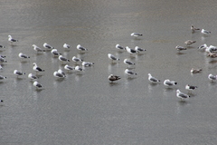 Larus fuscus graellsii