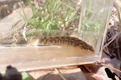 Etheostoma flabellare