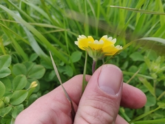 Layia platyglossa