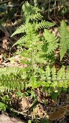 Microlepia strigosa