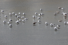 Larus fuscus graellsii