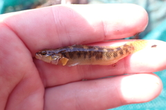 Etheostoma flabellare