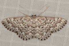 Scopula inscriptata