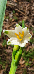 Leucojum aestivum
