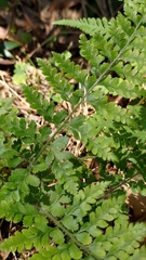 Microlepia strigosa