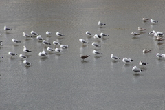 Larus fuscus graellsii