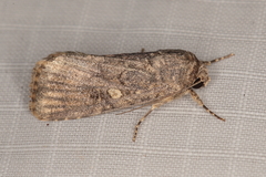 Spodoptera cilium