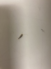 Lepismatidae