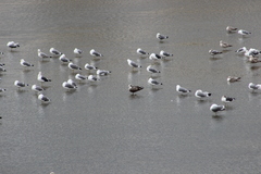 Larus fuscus graellsii