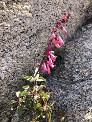 Penstemon clevelandii