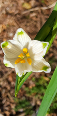Leucojum aestivum