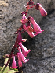 Penstemon clevelandii