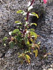 Penstemon clevelandii