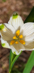 Leucojum aestivum