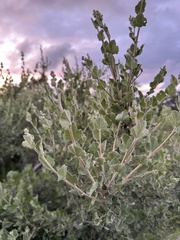 Malacothamnus fasciculatus