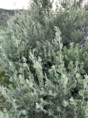 Malacothamnus fasciculatus