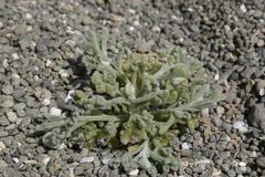 Anthemis chrysantha image