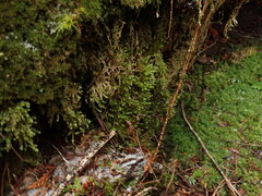 Macrodiplophyllum rubrum