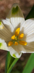 Leucojum aestivum