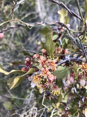 Prunus fremontii