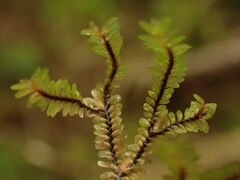 Macrodiplophyllum rubrum