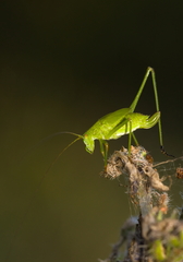 Phaneroptera falcata