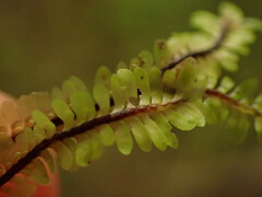 Macrodiplophyllum rubrum