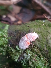 Coelostomidia