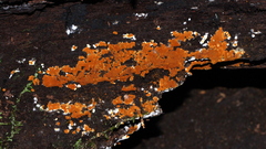 Botryobasidium aureum