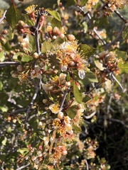 Prunus fremontii